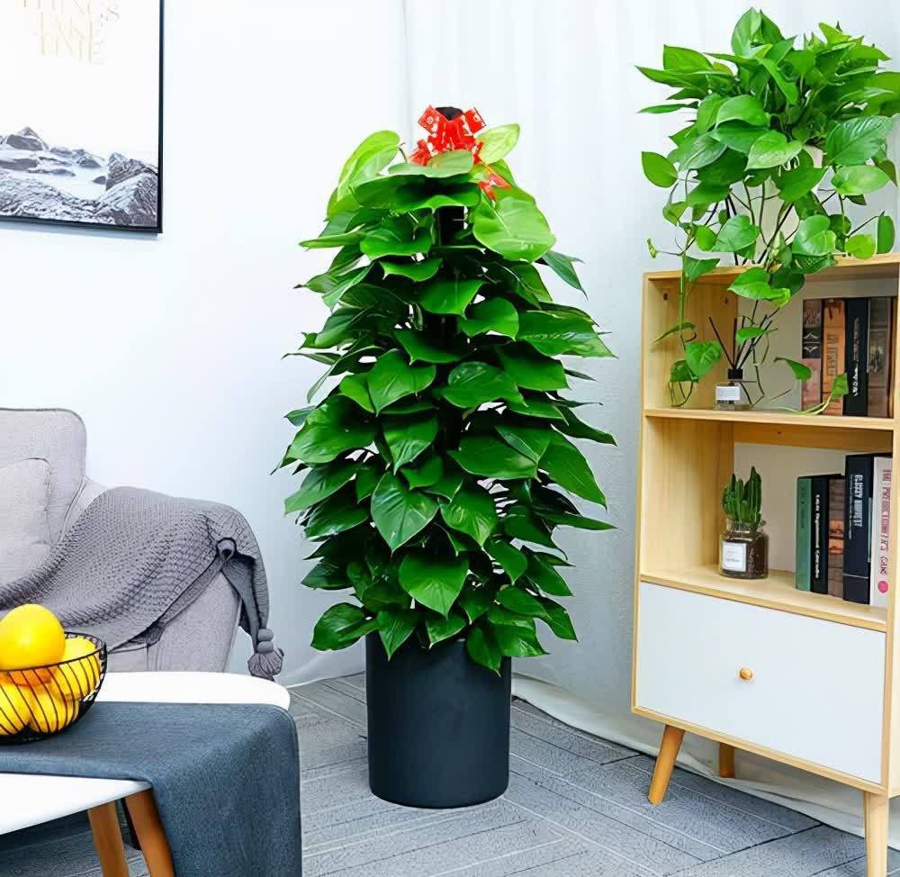 20种吉利大盆栽,客厅放一盆,吸收废气去异味,寓意好更养人