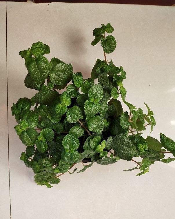 辛苦养的花,都让老公抽烟给“霍霍”了,真是没少吵架