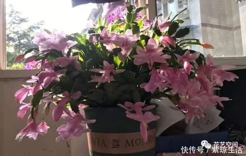 三角梅|两种“促花水”,给三角梅、蟹爪兰用一勺,开花爆盆,又美又仙