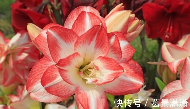 百合花|养这7种花，预算够就买好的，预算不够干脆别买
