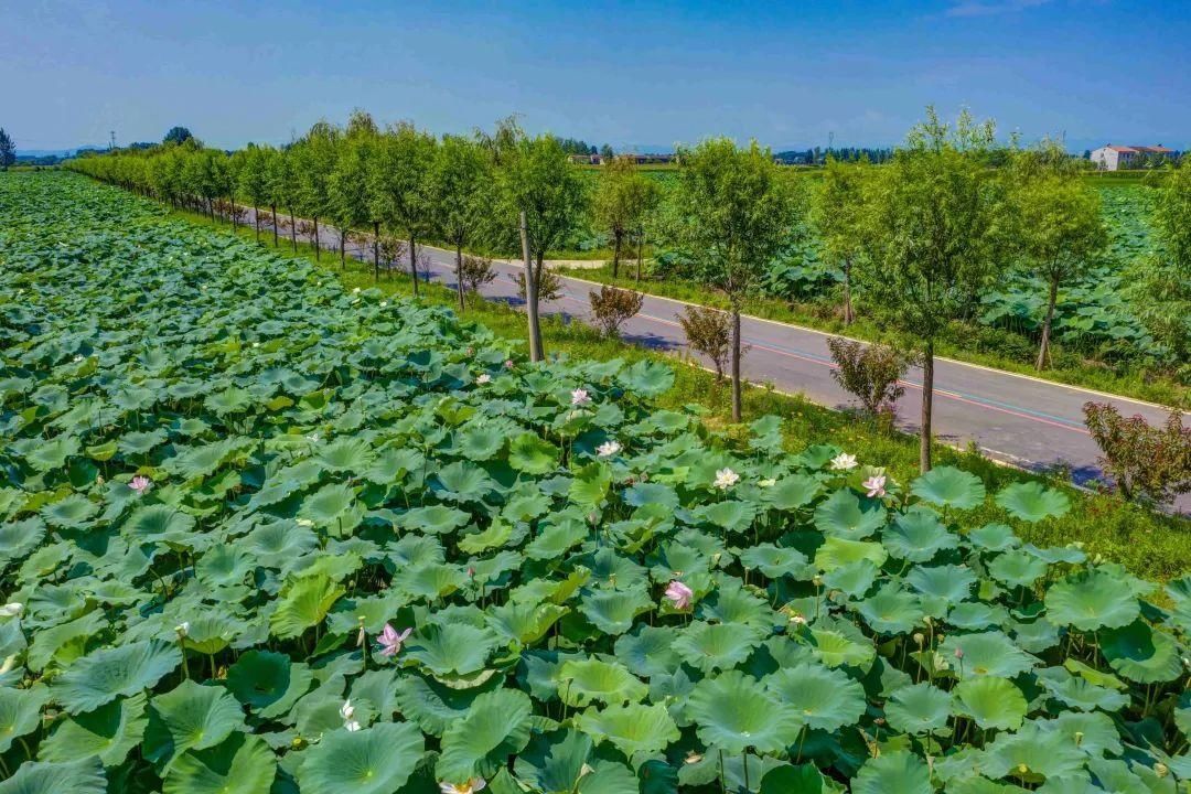 太空莲|樊城一号公路旁的“夏雨荷”，开了！