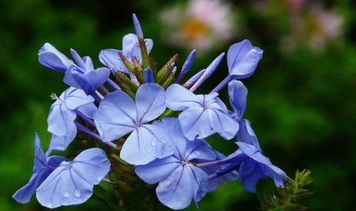  漂亮|4种花花期超长，四季有花开，漂亮又芳香