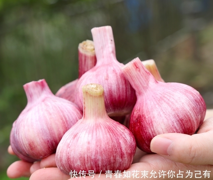 买大蒜,白皮的好还是紫皮的好?老蒜农教你4个技巧,别再买错了