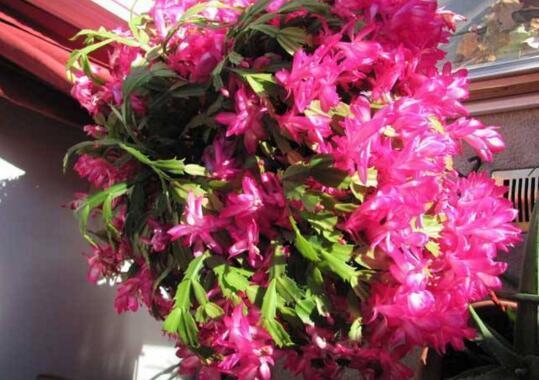 盆里扔个圆“球球”,蟹爪兰长疯了,开成一个大圆“球”!