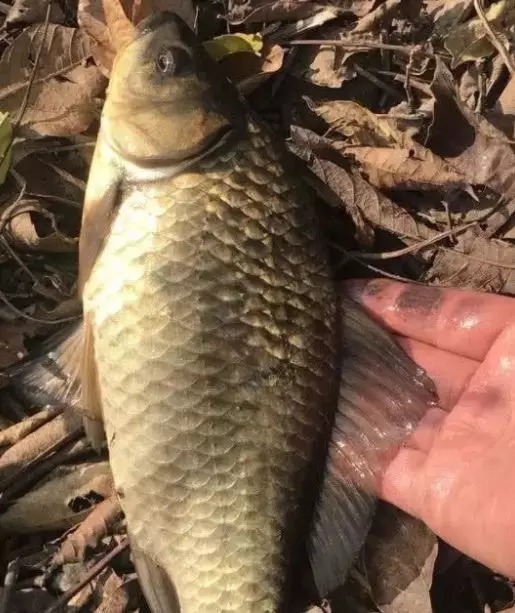 天冷了鱼不好钓？教你一种实用钓法，温度再低也能钓板鲫