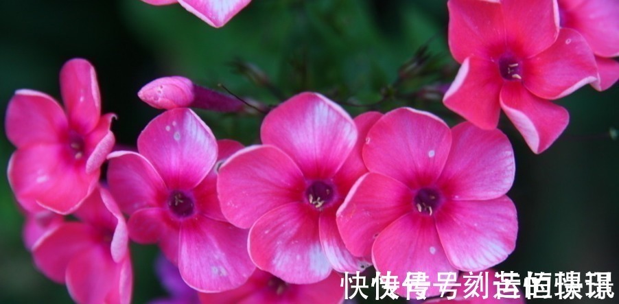 透气性|喜欢养护花卉,就选择花期长,花色艳,美丽漂亮能爆盆的5种花卉