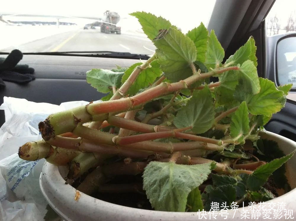 秋海棠盆栽养护问题解答，病虫害防护，不开花和新芽脱落解决方案