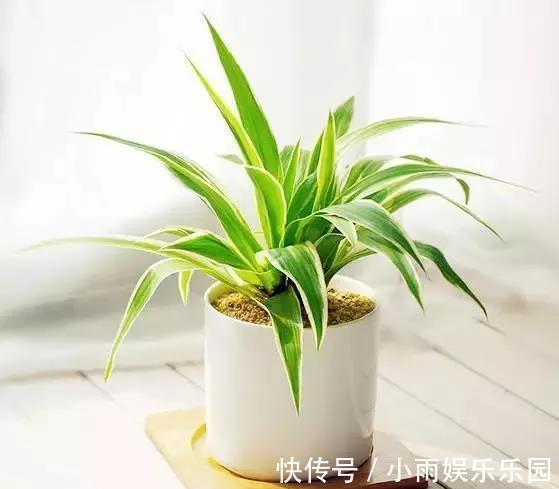 冬季养花大全，家里有这21种花的看过来