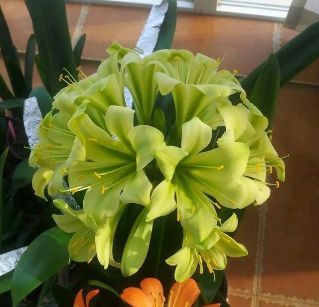 生根|白糖在养君子兰上好处多，根旺叶绿油，开花爆盆不夹箭，知道太晚