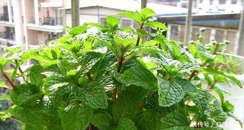 4种花,现在养一盆正当时,不怕晒不怕热,越晒开花越漂亮