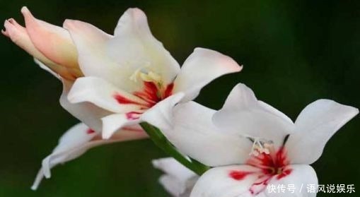 唐菖蒲|养花就养此4种,比绿萝好养,花开一朵,满屋子香气