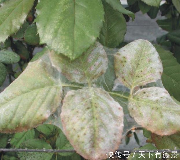 养不活|月季养不活?教你避开种死月季的五个陷阱,不走弯路做月季大神