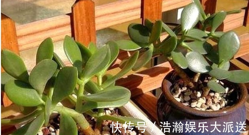 扦插|买盆景太贵此2种花插一根枝就能活,1年成老桩,越养越“值钱”