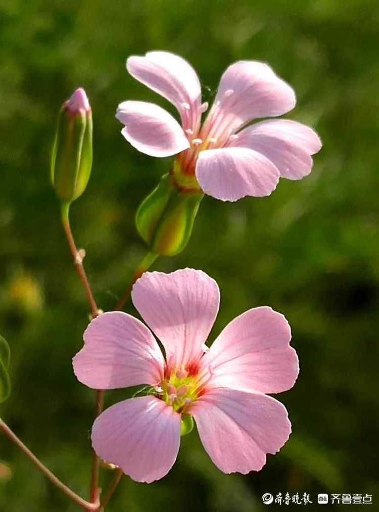 这种长得像瓶子的小花名叫王不留行，你认识吗？|花开齐鲁| 壹粉