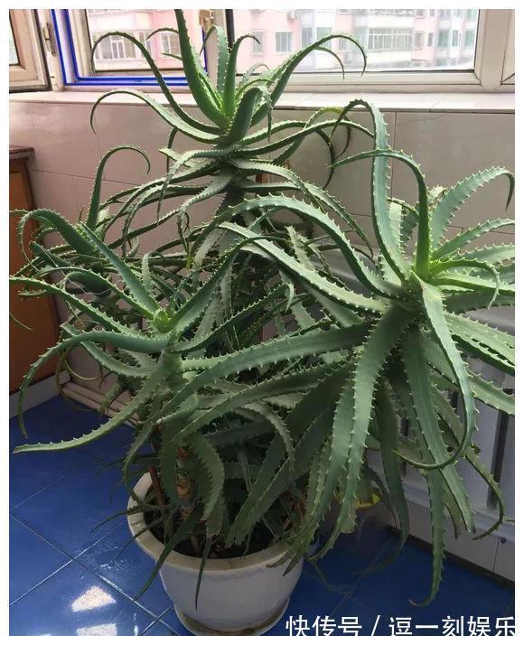 8种绿植，家里养一盆，废气吸光光，净化空气一级棒