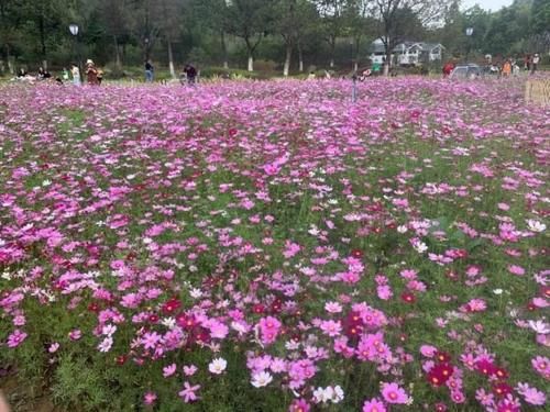 波斯菊、木棉花、黄花风铃木……黄埔这些地方，花开似海！