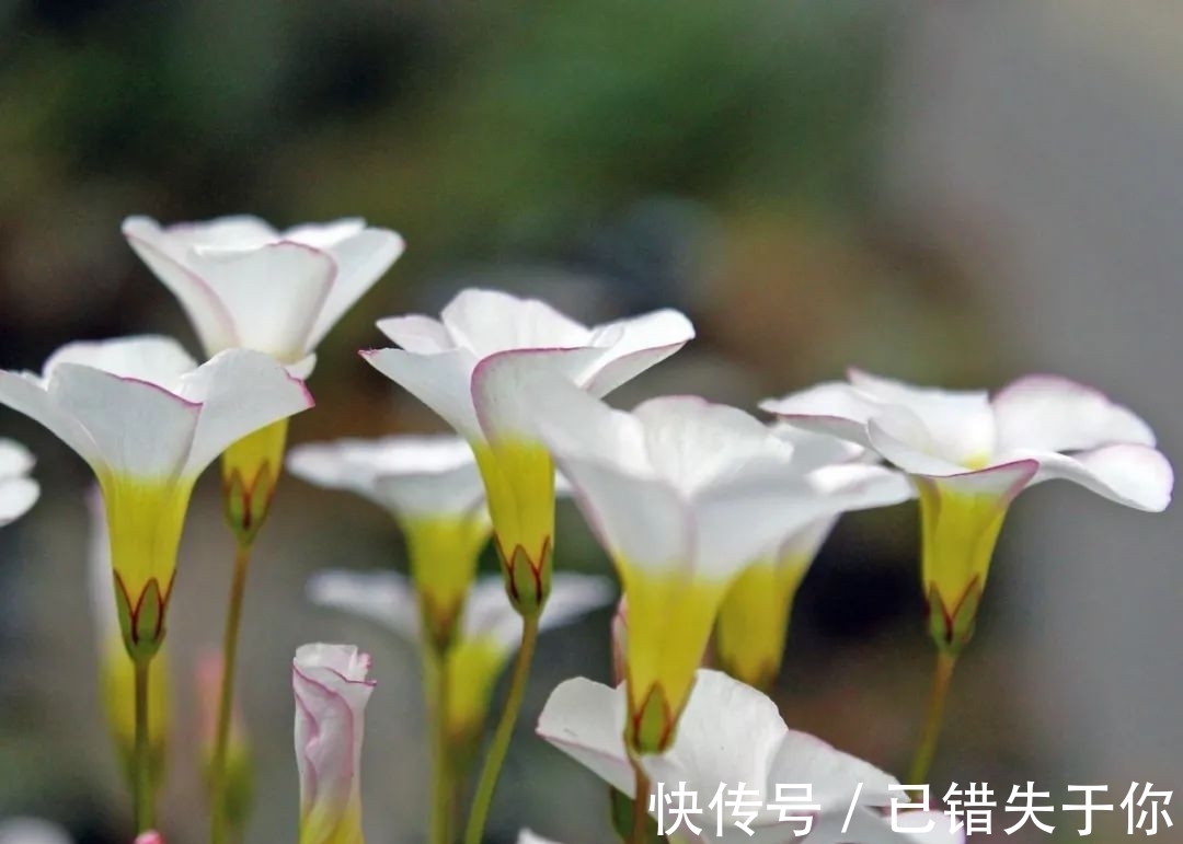 桃之辉|温度越低,颜色越深,可与桃花相较的光叶酢浆草你见过吗?