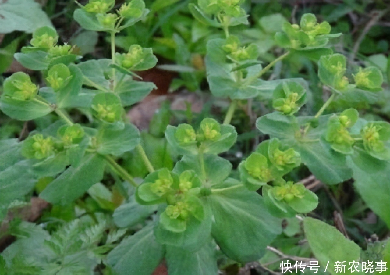 药农|农村有1药草,其相貌普通,但药效惊人不可错过,药农见到如见宝