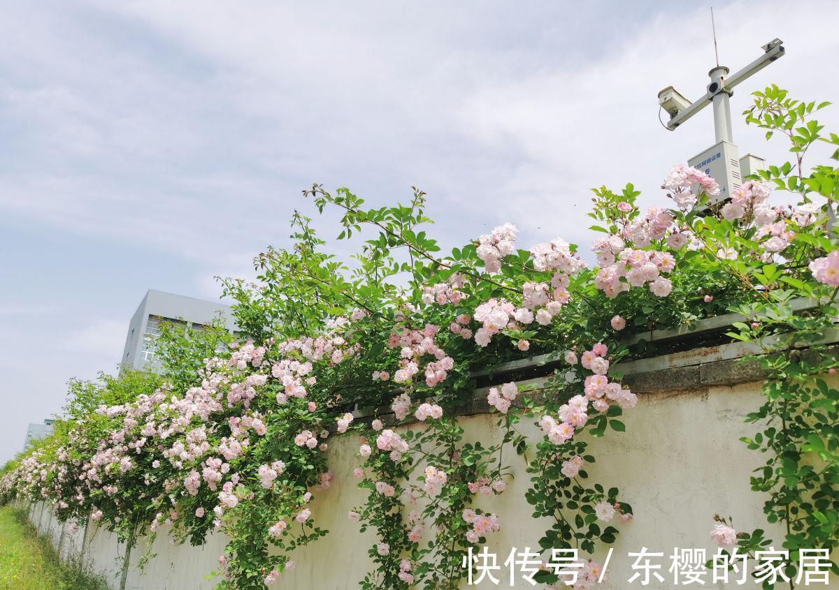 月季|学会养护5步法，月季嗖嗖满架爬，整面花墙太好看
