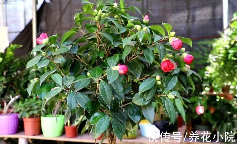 酸性|茶花不好养？掌握5个“技巧”，就能养得花繁叶茂