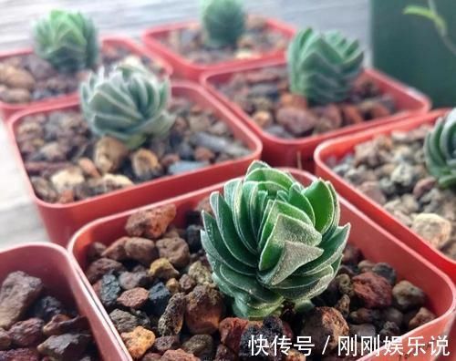 乙女|5种长相稀奇的多肉,养小花盆里照旧开花,可养很多年
