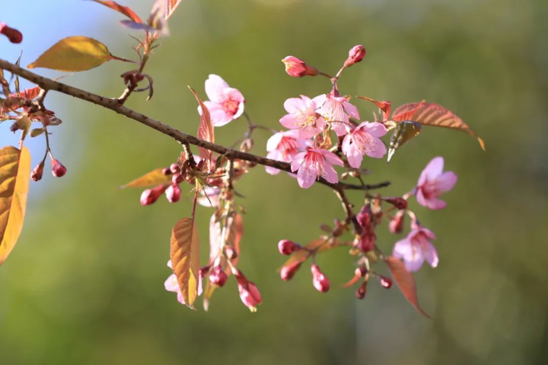 施甸：满山樱花，层林尽染