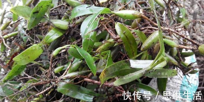 养阴润肺|立秋后,肺热咳嗽不止,常用此草煮水,养阴润肺,咳嗽不咳