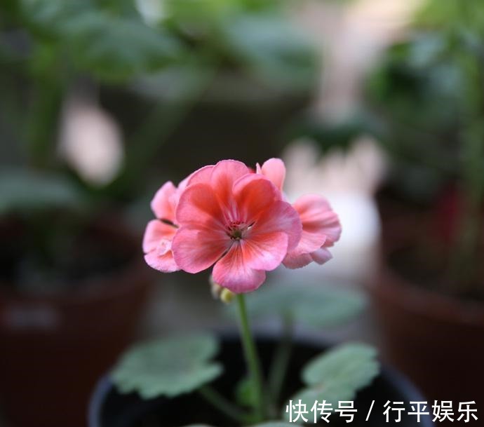 玫瑰|阳台养这1种花卉，一年四季都很勤劳地开花，和“玫瑰”一样美丽