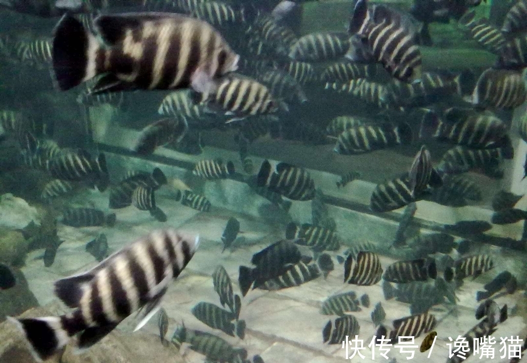 |自然界的“笑话”:每年有成千上万的鱼群,被河马粪便活活憋死?