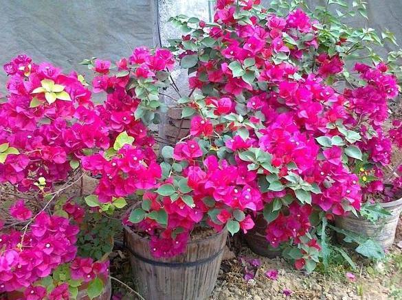 想要盆栽三角梅花团锦簇就从4方面入手，保管1个月花满枝头