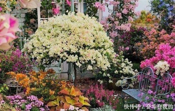 养护|她在院里养了一种花,3年之后美如画,见到的人都说像仙境!