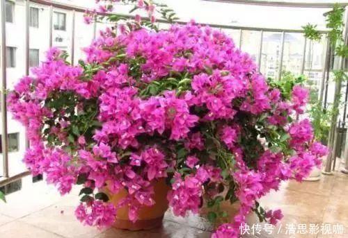 养护|夏季养护三角梅突出做好“四勤”，枝繁叶茂，连续开花满枝头