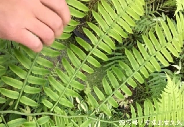 清热解毒|深山里才有的“观音坐莲”有清热解毒的功效,现如今一斤50元