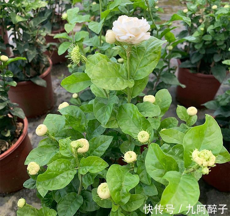 此花号称“花中仙”,姿态端庄赛玫瑰,花期200天,新手也能养