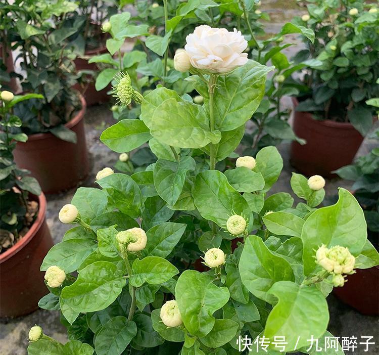 此花号称“花中仙”，姿态端庄赛玫瑰，花期200天，新手也能养