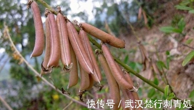 食用|这野果如今正逢成熟，价值可贵，见到请你拿个袋子装起来