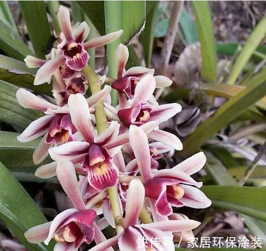 兰科植物|纹瓣兰生命力顽强,抗病力也不弱,观赏价值也很高,那她该怎么养