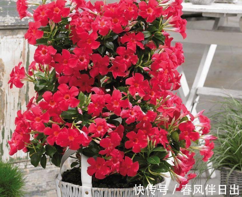 夏日|天越来越热,养花就选它,夏日不怕晒,突突开花,不能错过!