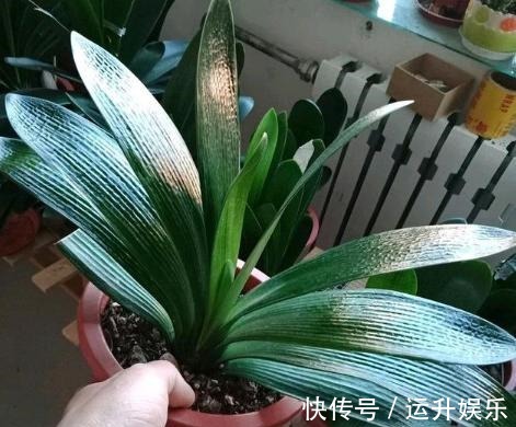 君子兰喜“阴”还是喜“阳”,很多人都搞错了,难怪黄叶不开花