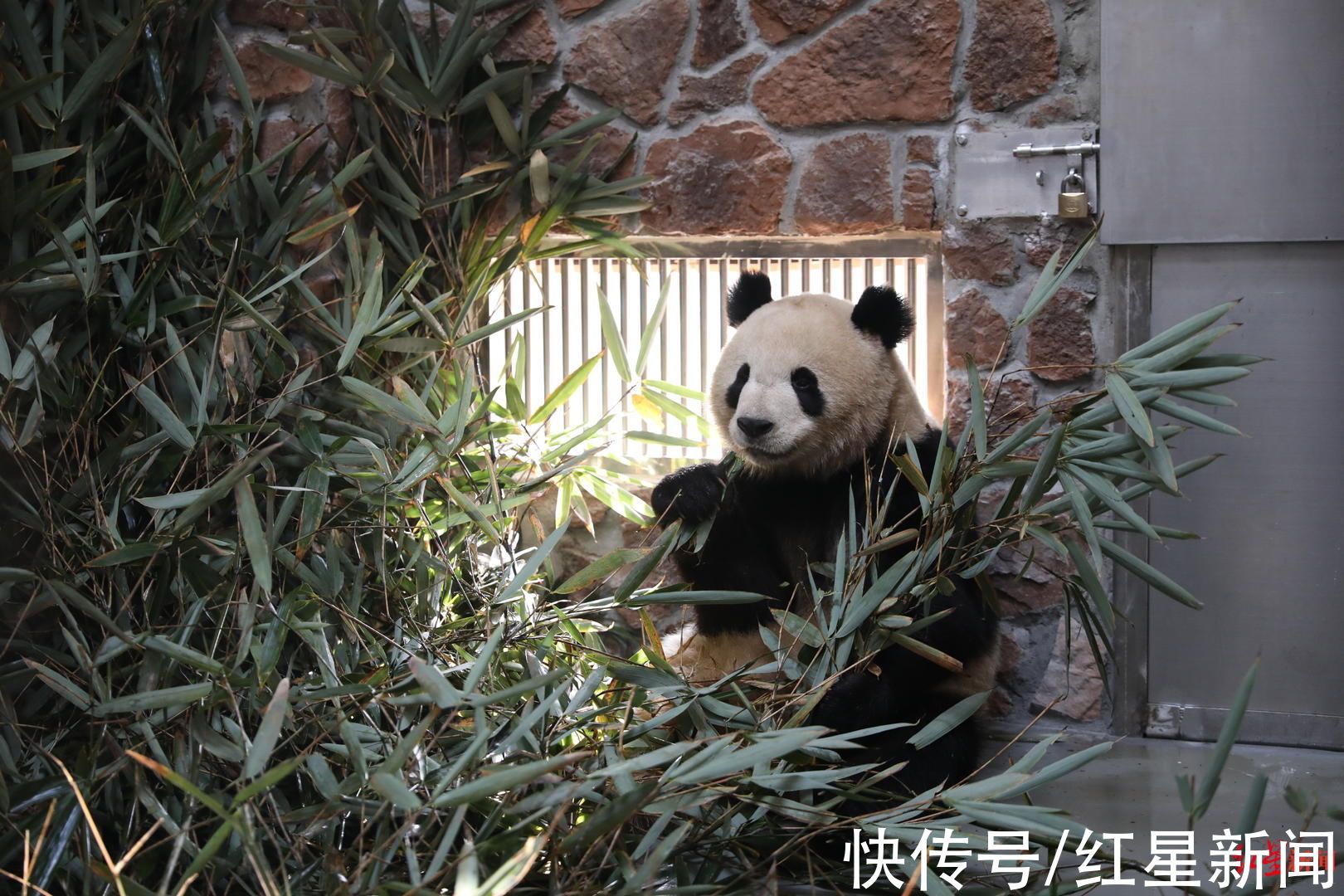 成都熊猫基地|更注重动物“隐私”！明年年初成都熊猫基地扩建区预开园，11个场馆亮相
