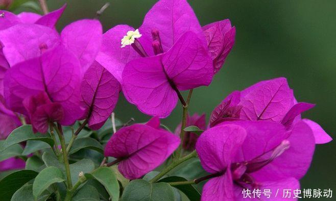 漂亮|4种花漂亮易爆盆,年年开花不断,养在家里繁花似锦