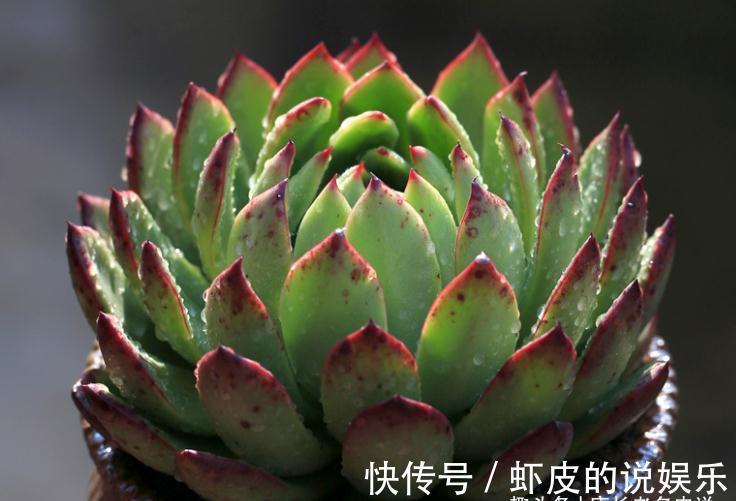 多肉|跟圣诞有关的多肉，圣诞东云——特点鲜明绿叶红边，既好养又好看
