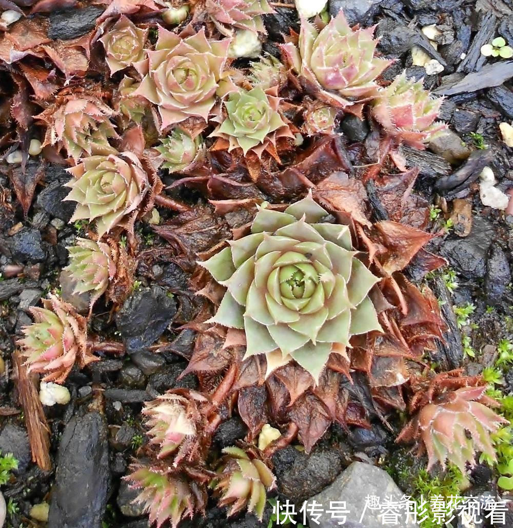 常年“爆崽”的长生草多肉,原来是开完花就挂,你能将它养好么?