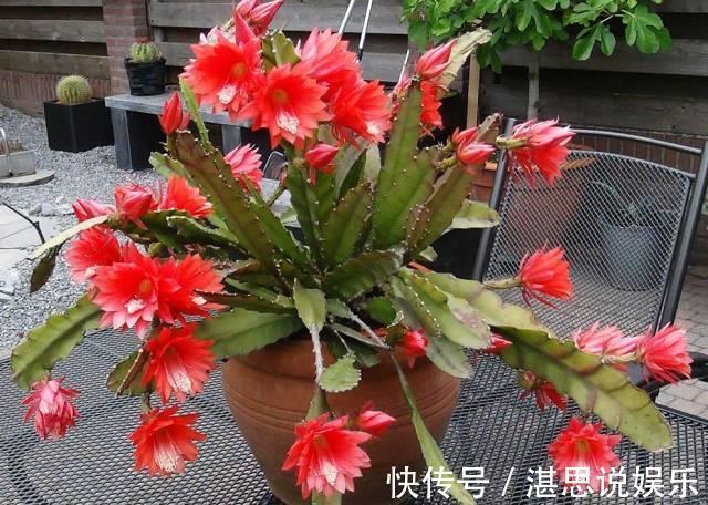 荷花|一盆仙人掌,叶子像腰带,这样养3年,开出60朵大荷花