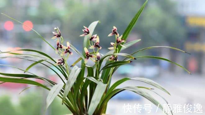 裸根|买到裸根带花的兰花苗，1步操作必须做，不然延缓生长，甚至枯死