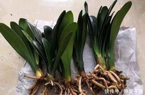 花卉|给花换盆后，3件事不能做，不然难服盆，还长不好