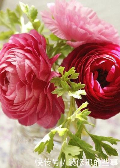 婚礼现场需要花草点缀,6种寓意好唯美的花,送给你