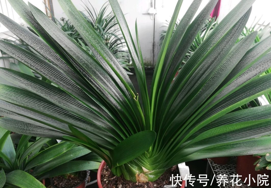 君子兰喂上“2种肥”，叶子长得快，饱满厚实又有光泽