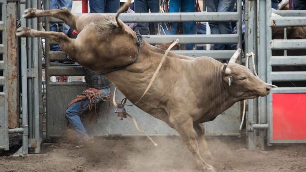 农村|农村俗语“公牛不上床,快找绿大娘”什么意思?为何还有人相信?