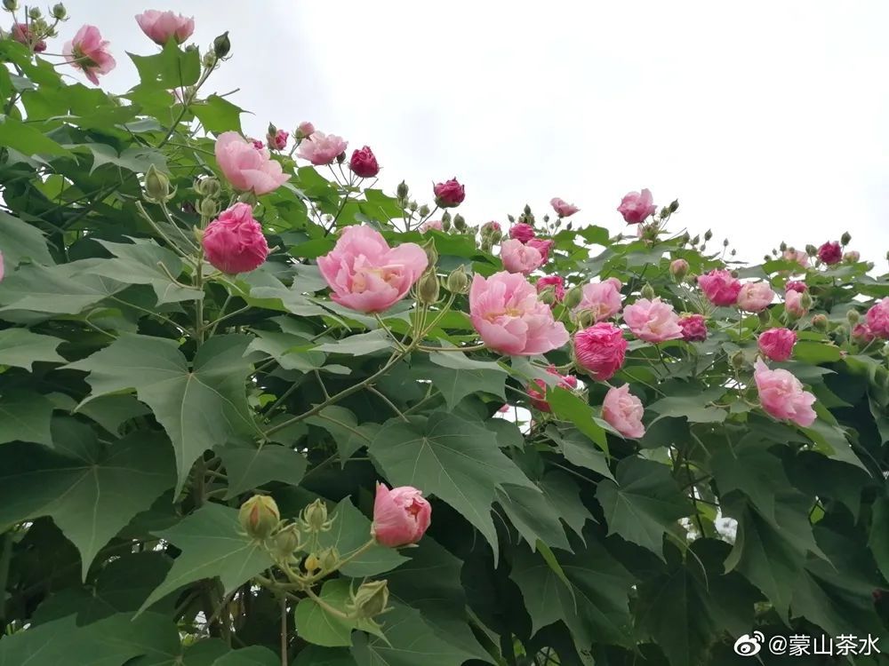 天府芙蓉园|C位出道！成都50000株芙蓉花开了